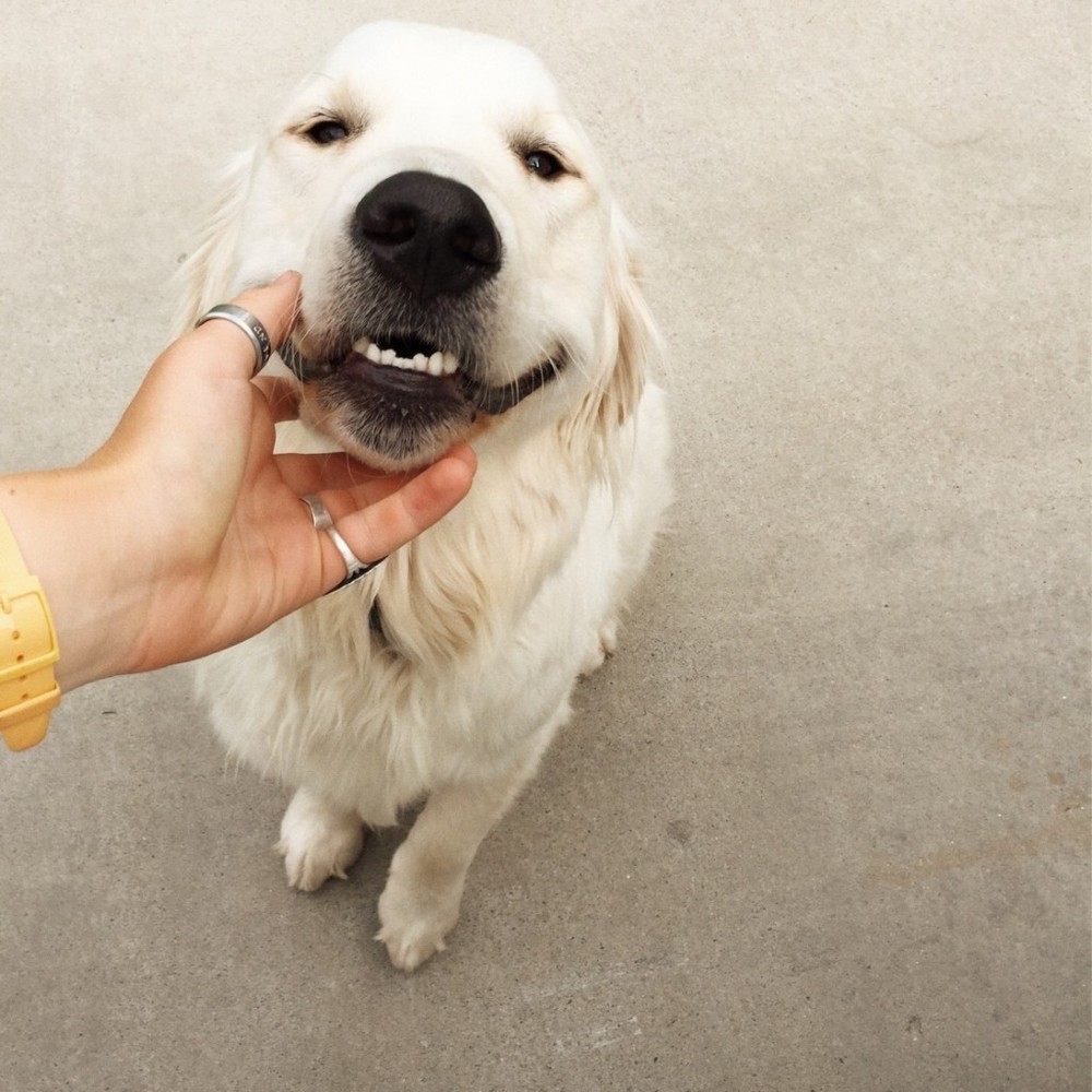 Meet your Posher, Reign